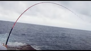石鯛釣りでコロダイがヒットし、竿が大きく曲がる。釣太郎