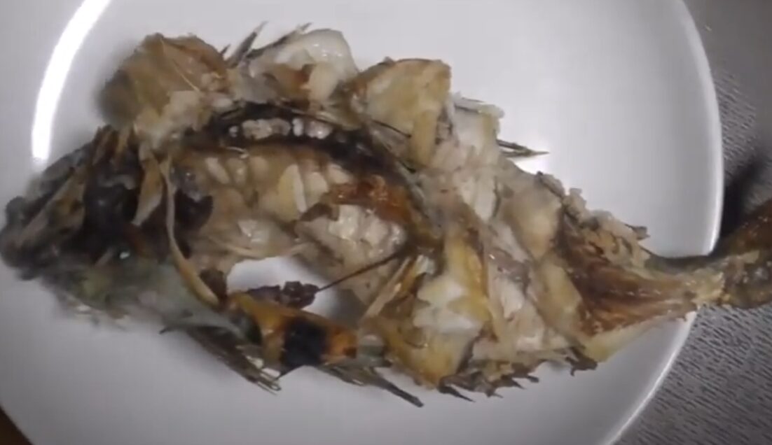 鮮度が高い魚を、火入れ調理すると、身が爆発するが、これはどうして？塩焼きするとバラバラになった釣った当日のバリコ（アイゴ）。　釣太郎