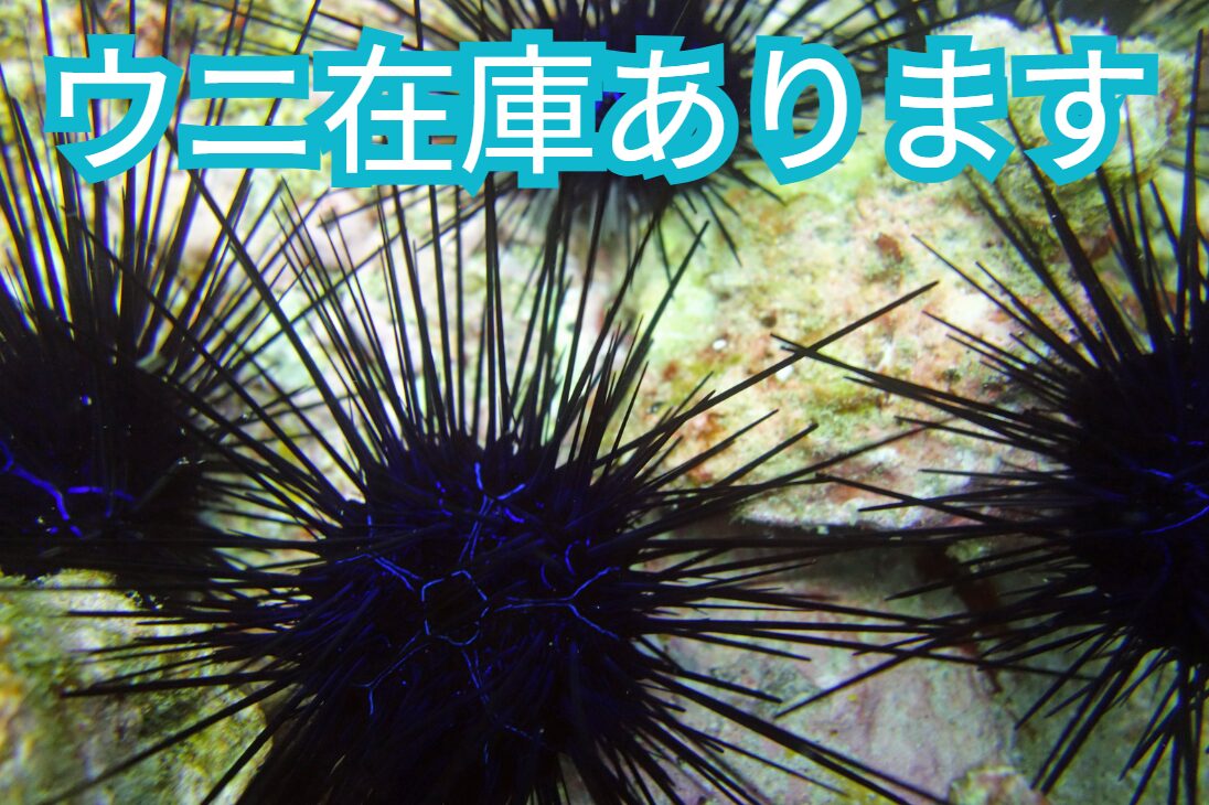 イシダイ釣りエサ、ウニ在庫あります。釣太郎