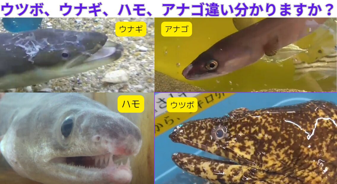 ウツボ、ハモ、アナゴ、ウナギ。細長い形はよく似ているが、生態等違いのご説明。釣太郎