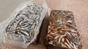 イワシブロック4㌔解凍予約できます。フエダイ（シブダイ）、タマミ（タマン、ハマフエフキ）釣り用エサ。夜釣りに最適。釣太郎