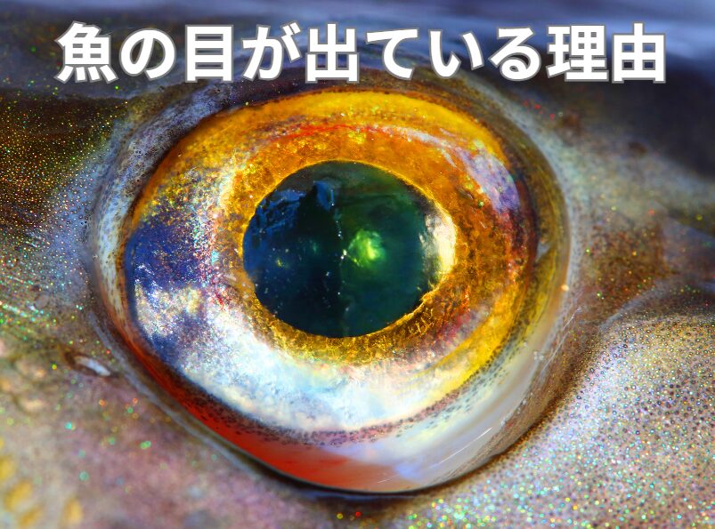 魚の目玉が出ている理由悦明。釣太郎