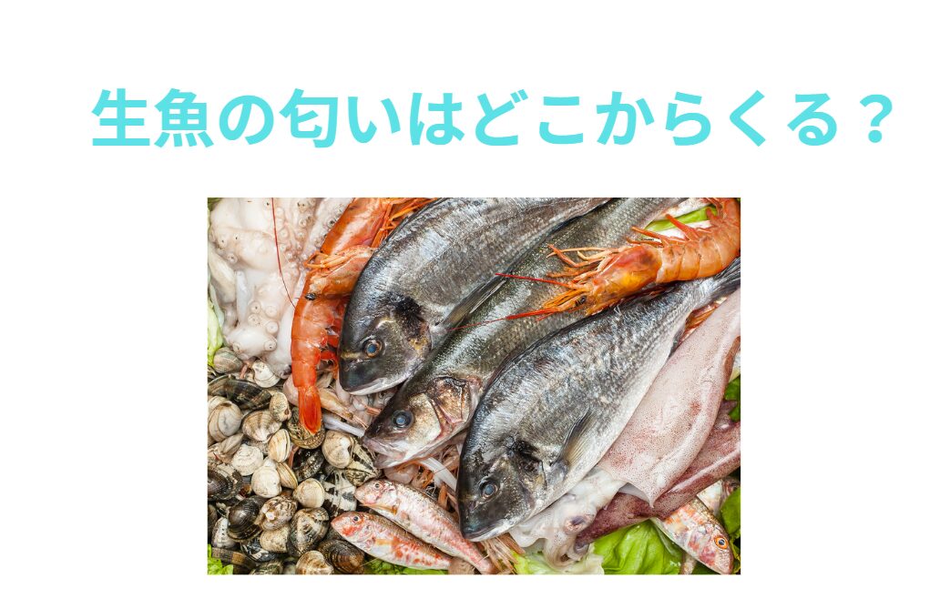 魚がなまぐさい理由の説明。釣太郎