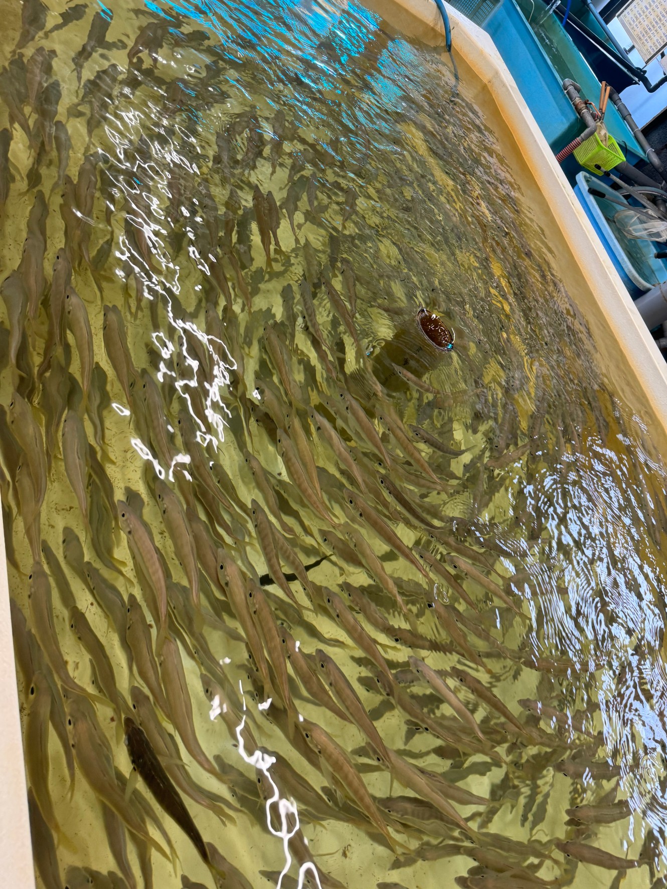 どうして回遊魚は隣とぶつからずに、同じ間隔を開けて、猛スピードで泳ぐことが出来るの?釣太郎