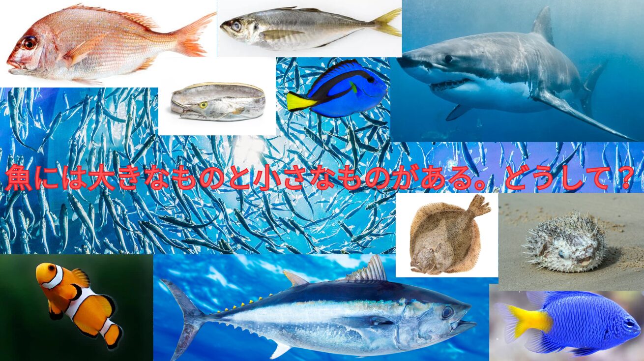 魚には、大きくなるものとならないものがある。これはどういうこと？　釣太郎