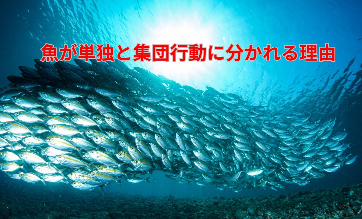 どうして魚は、単独行動と集団行動に分かれるのか・釣太?釣太郎
