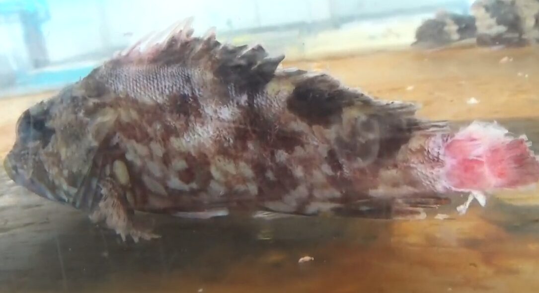 活魚は弱ってくると、尾ひれから擦れはじめるが、この理由は？　釣太郎