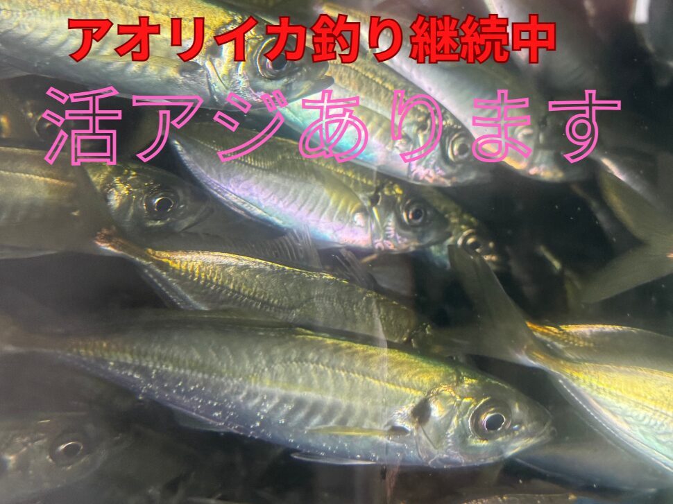 活アジあります。アオリイカ釣り続いています。釣太郎