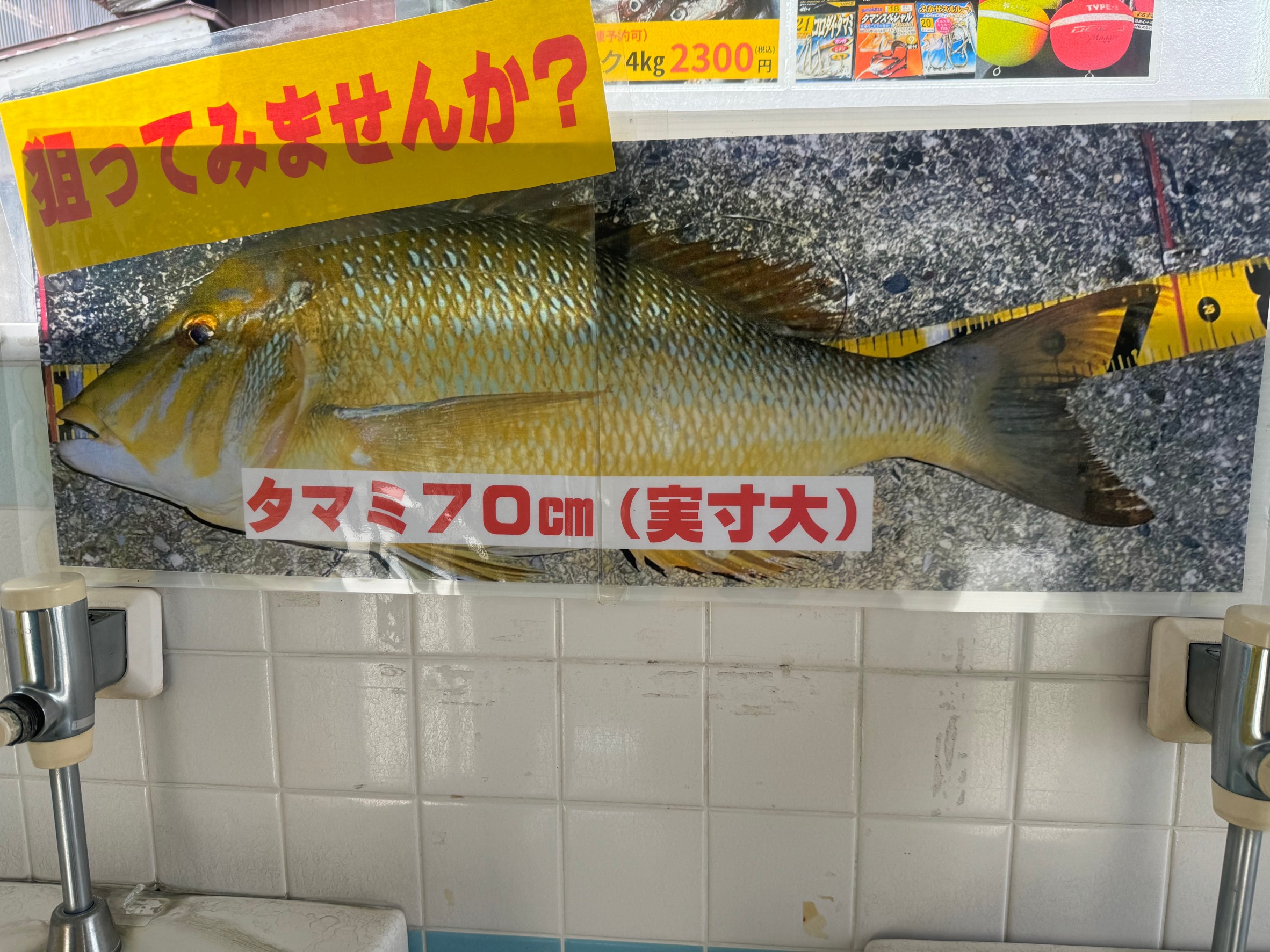 ７０㎝のタマミ（タマン、ハマフエフキ）、みなべ店トイレに貼り出しています。釣太郎