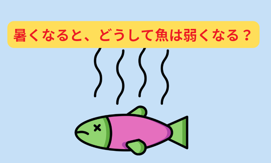 魚は気温が上がると死にやすくなるけど、これはどうして？　釣太郎