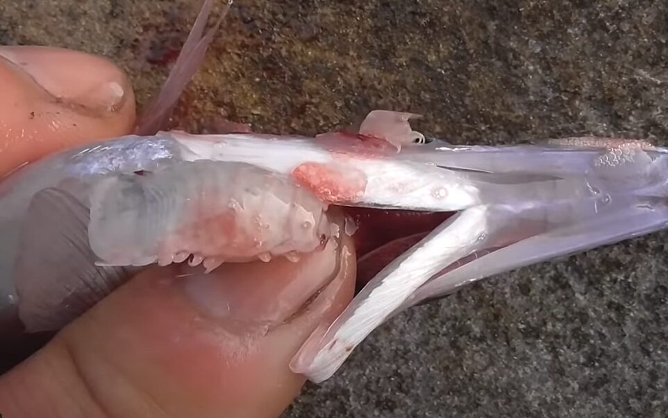 海の魚には、どうして寄生虫が付くのか。魚は柔くならないのか？釣太郎