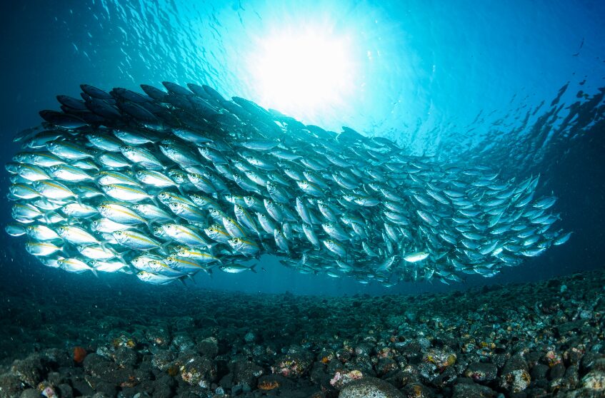 なぜ回遊魚は群れで泳ぐの。理由を教えて。釣太郎