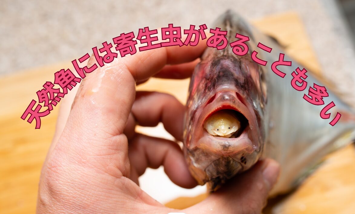 天然魚には寄生虫がつきものだが、魚は弱くならないのか？釣太郎