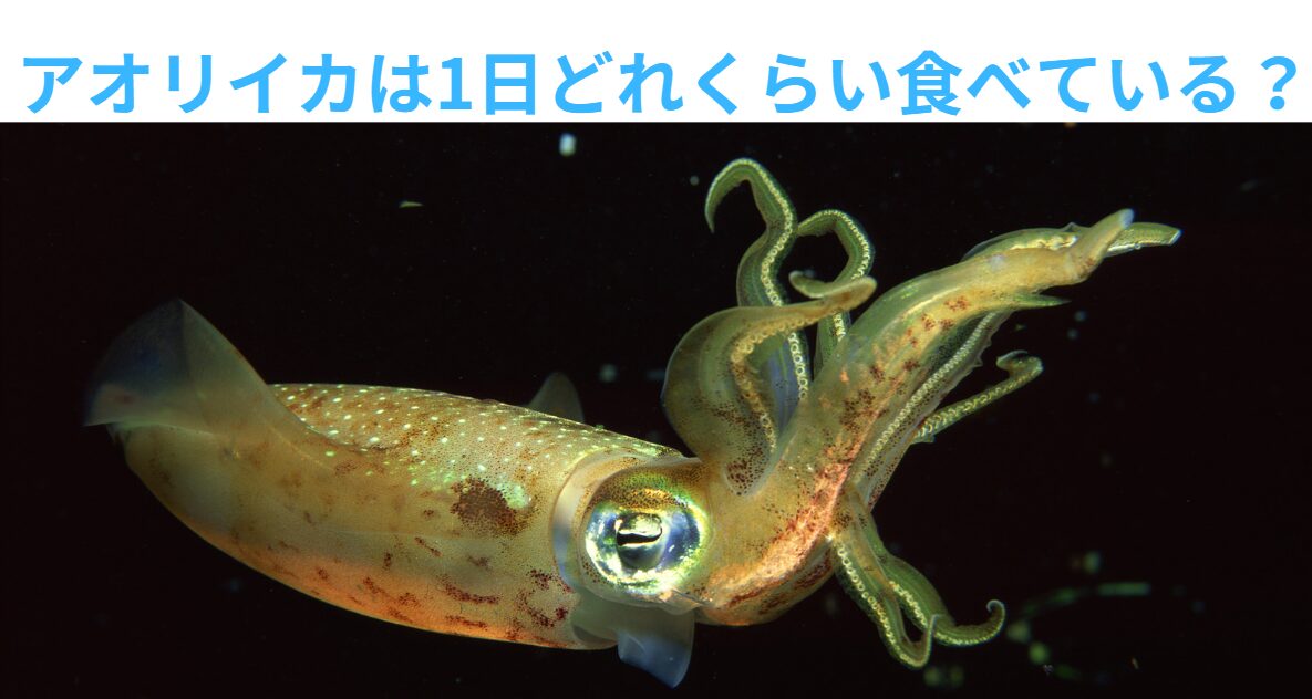 アオリイカは成長が早く大食漢で有名だが、毎日どれくらい食べている？釣太郎