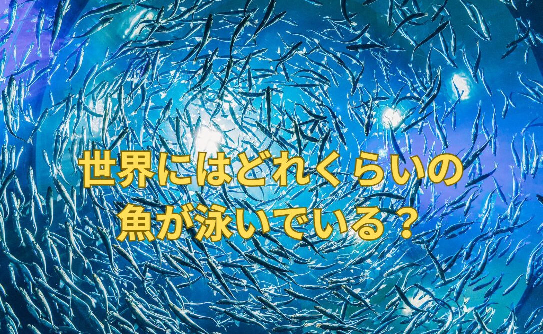 世界の海では何匹くらいの魚が泳いでいる？魚種はどれくらいある？釣太郎