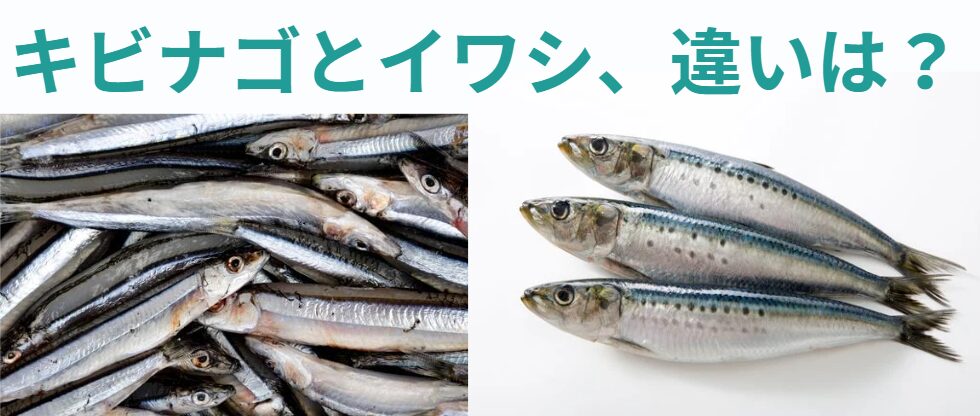 よく似たイワシとキビナゴ。違いのご説明。釣太郎