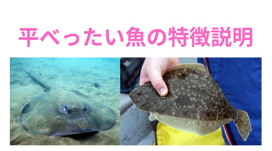平目やエイのような平べったい魚の特徴説明。釣太郎