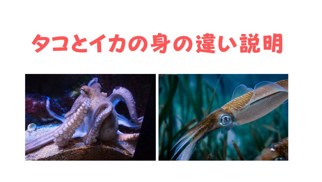 よく似ているタコとイカ。実は身の質は全く違う。栄養分や性質のご説明。釣太郎