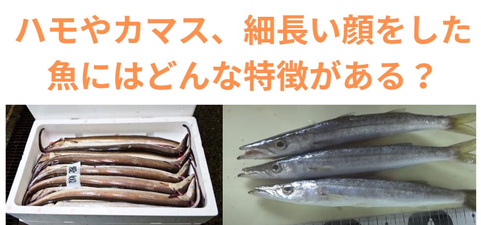 ハモやカマス、細長い顔をした魚にはどんな特徴がある？釣太郎