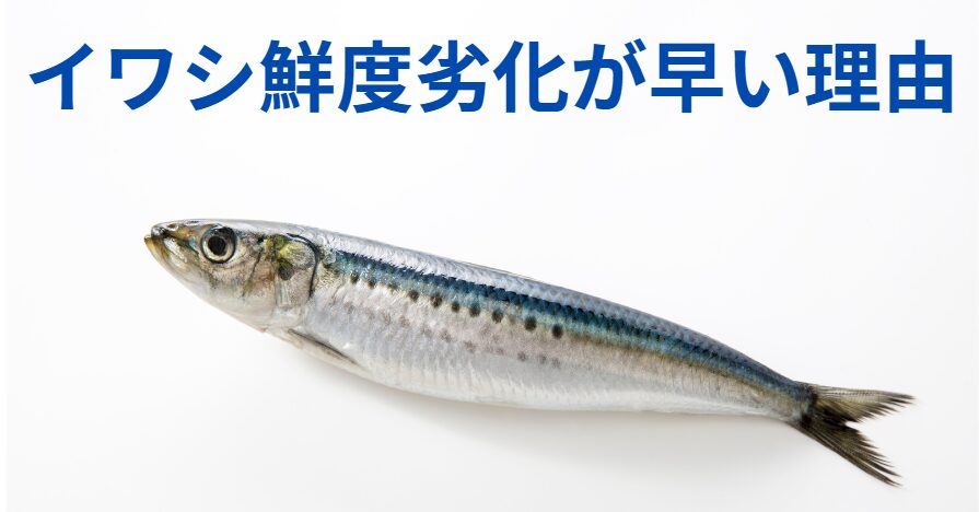 魚編に弱いと書いて鰯。どうして鮮度落ちが早い？他の魚とどこが違う？理由説明。釣太郎