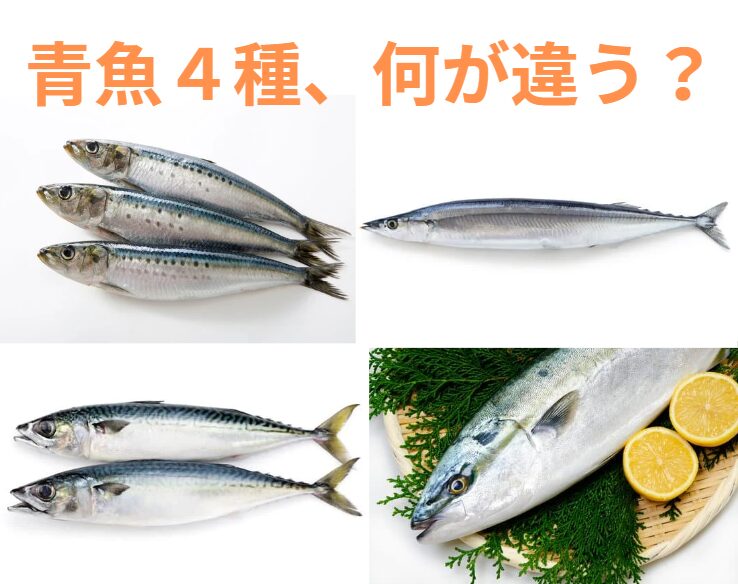 どこが違う？イワシ、サバ、サンマ、ブリは青魚だが、違いはある？釣太郎