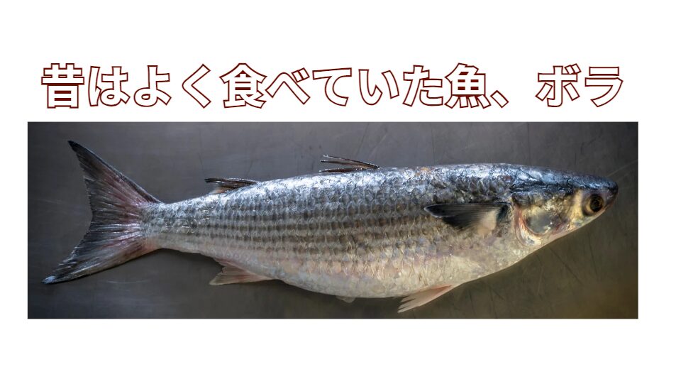 昔は食用にボラを釣る人は多かったが、最近は食べる人が激減したボラ。この理由は？釣太郎