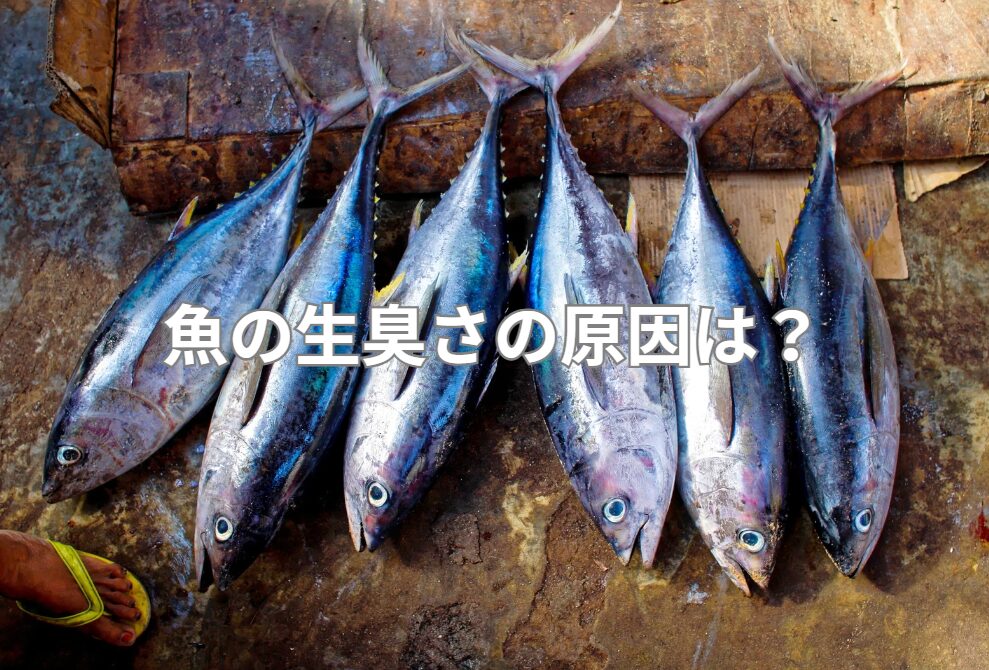 魚の生臭さの原因は何か?釣太郎