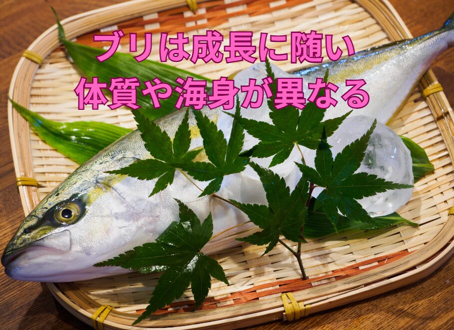 ブリは成長するにつれ体質が変化し、旨味も変わっていく。釣太郎