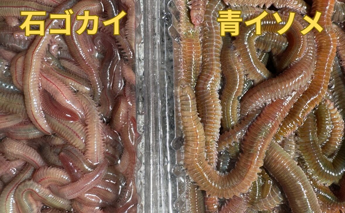 アオイソメとイシゴカイは釣りではムシエサとして定番。この違いのご説明。釣太郎