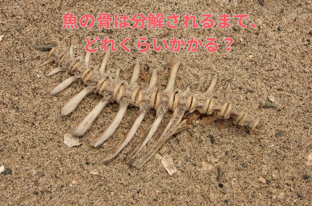 魚は死ぬと骨になるが、骨が分解されるまで、どれくらいの時間がかかる?釣太郎