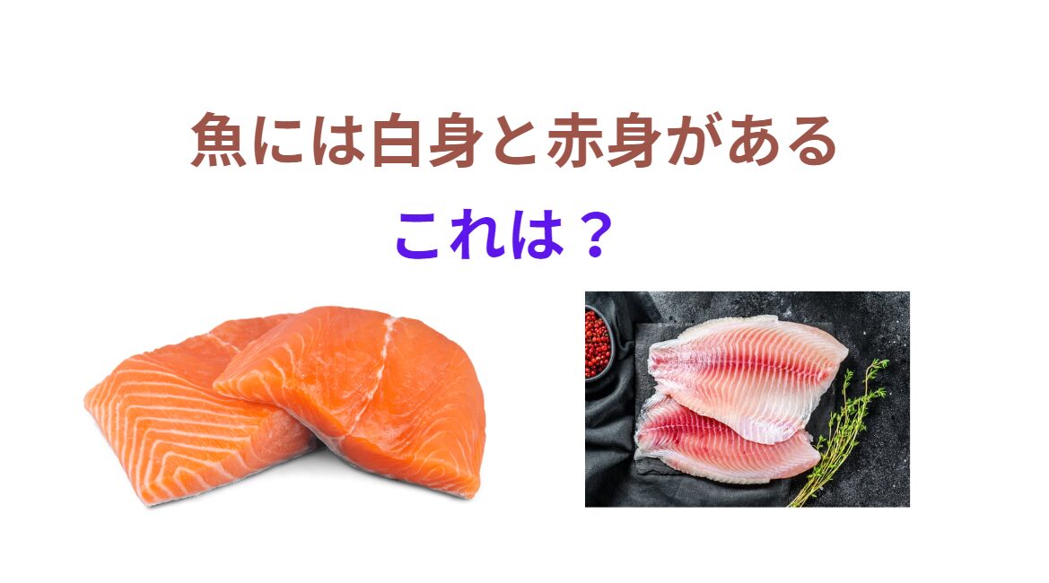魚には赤身と白身がある。これはなぜ?何が違うの?釣太郎