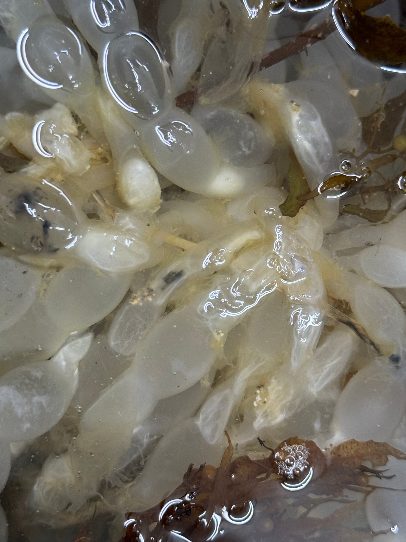 アオリイカの卵。この塊をイカの卵の塊は、一般的に「卵嚢(らんのう)」という。釣太郎