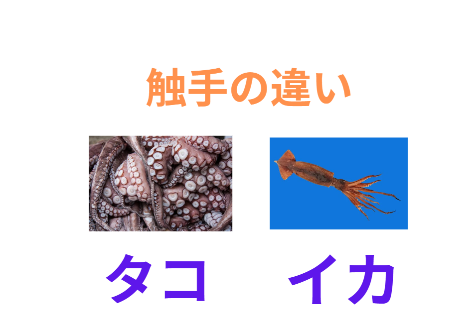 タコとイカの触手の違いのご説明。釣太郎