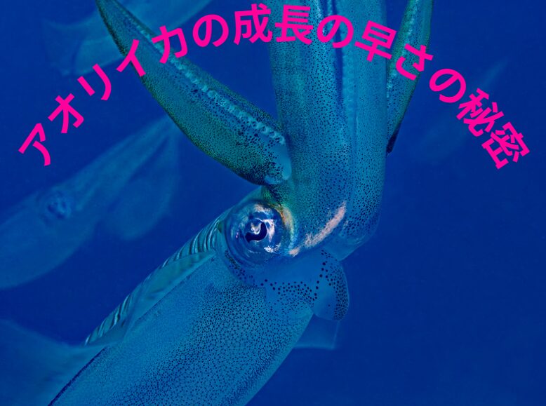 アオリイカ成長の早さの秘密説明。釣太郎