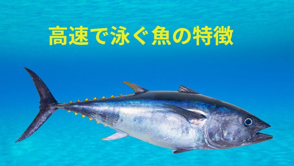 高速で泳ぐ魚の特徴説明。釣太郎