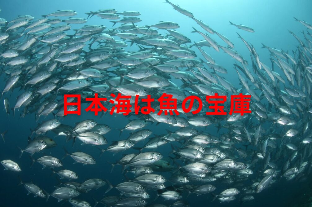 日本近海にはどれくらいの種類の魚がある?何匹ほど泳いでいる?釣太郎