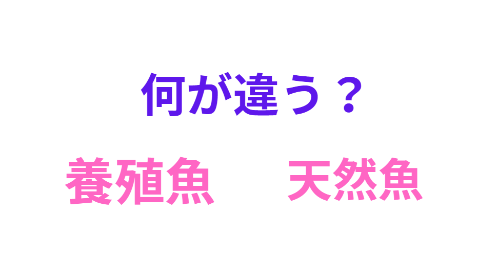 養殖魚と天然魚、食用としてはどこが違う？釣太郎