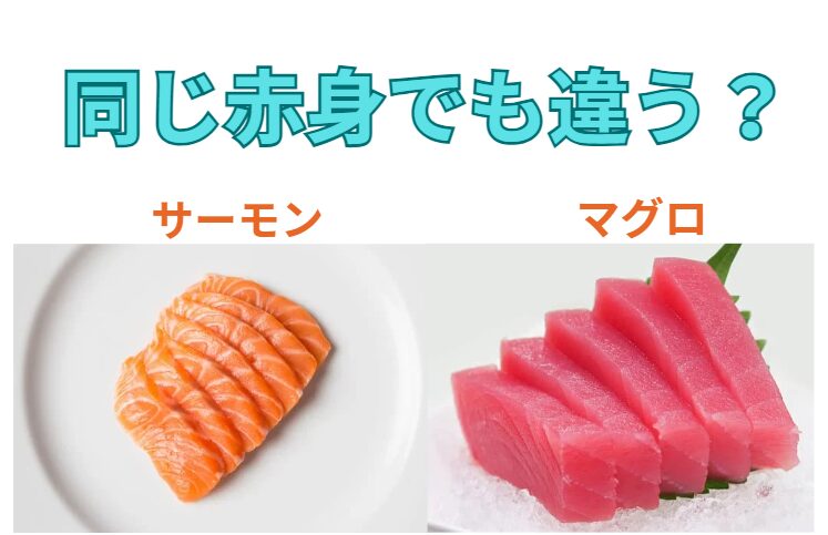 魚の赤身、同じ赤身でもサーモンとマグロではどう違う？何が異なる？釣太郎