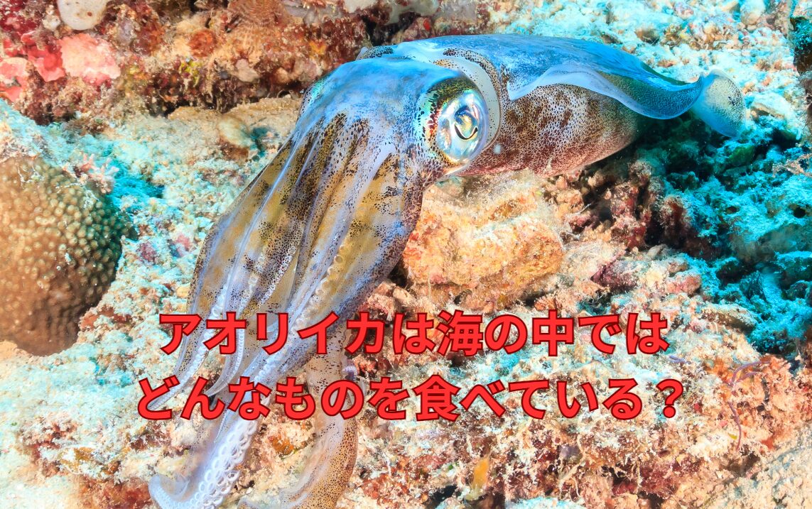 アオリイカは海の中ではどんなものを食べている？釣太郎