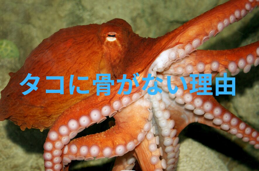 タコは軟体動物で骨が無い。この理由説明。釣太郎