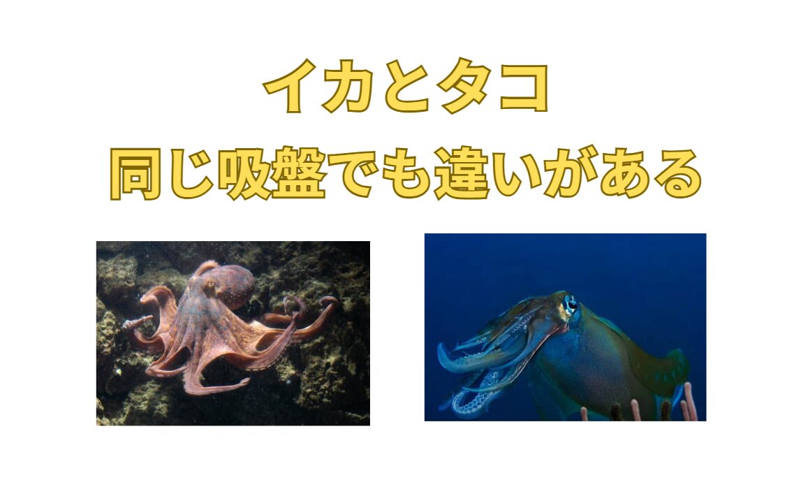 タコとイカは共に吸盤があるが、大きく違う点もある。詳しくご説明思案す。釣太郎