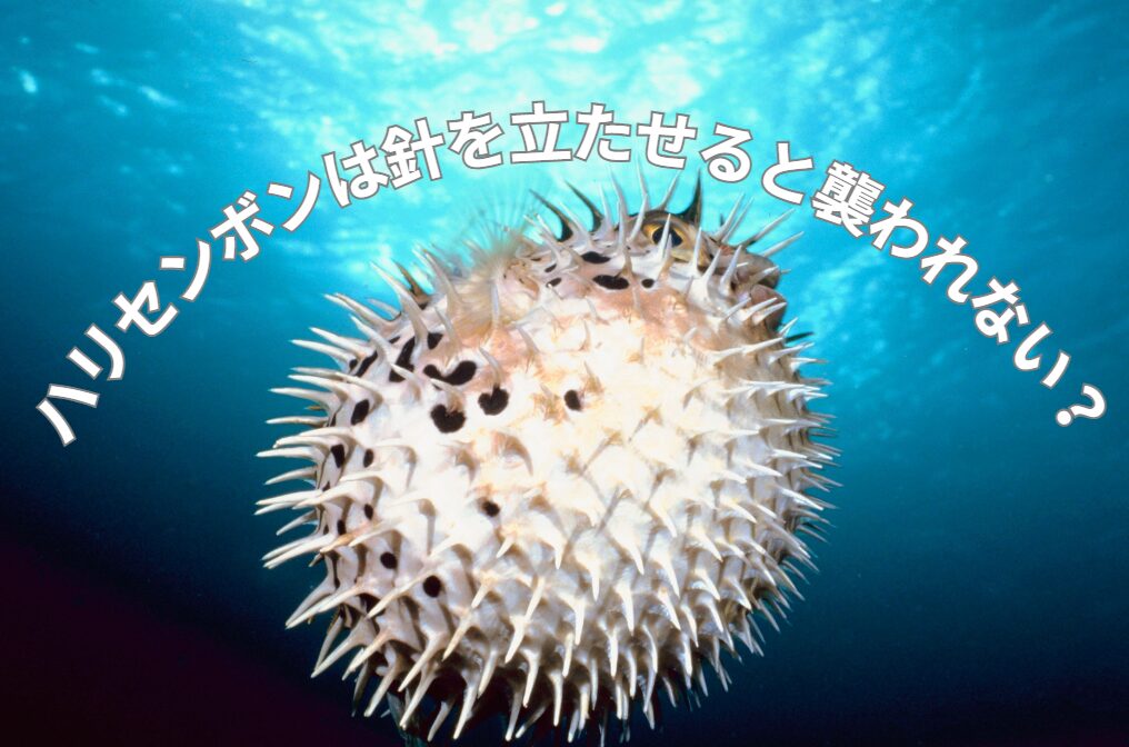 ハリセンボンは、膨らみトゲを立たせると襲われることはない？　釣太郎