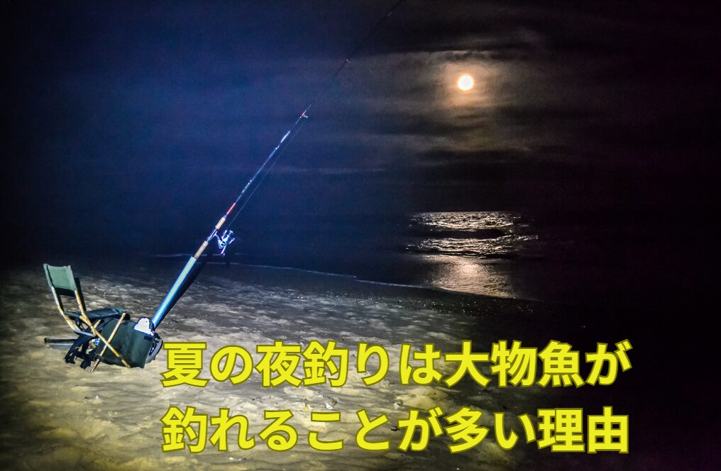 夏の夜釣りは大物魚が釣れることが多いが、この理由は？釣太郎