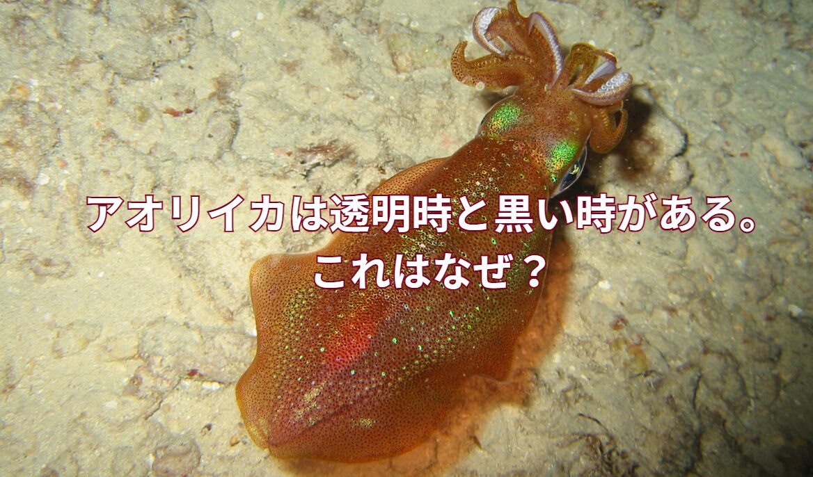 アオリイカは通常透明だが、黒っぽくなることがある。これはどうして？どんな仕組みになっているの？釣太郎