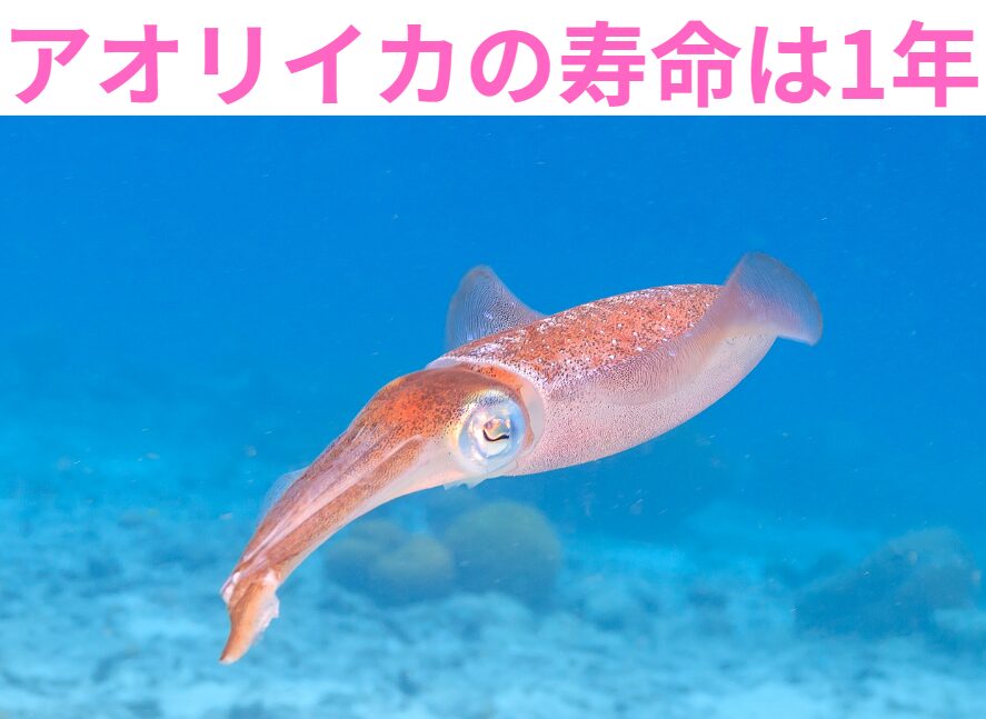 アオリイカの寿命は1年と言われているが、産卵して終えるのか?釣太郎
