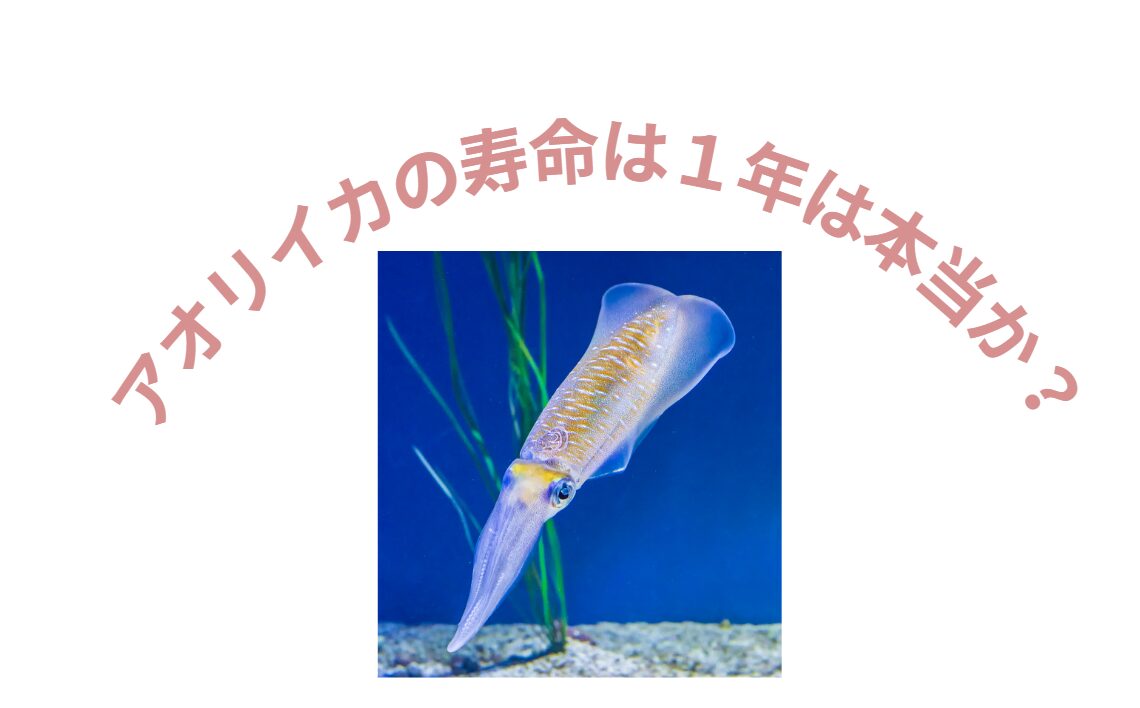 アオリイカの寿命は１年と言われているが、これは真実か？　釣太郎