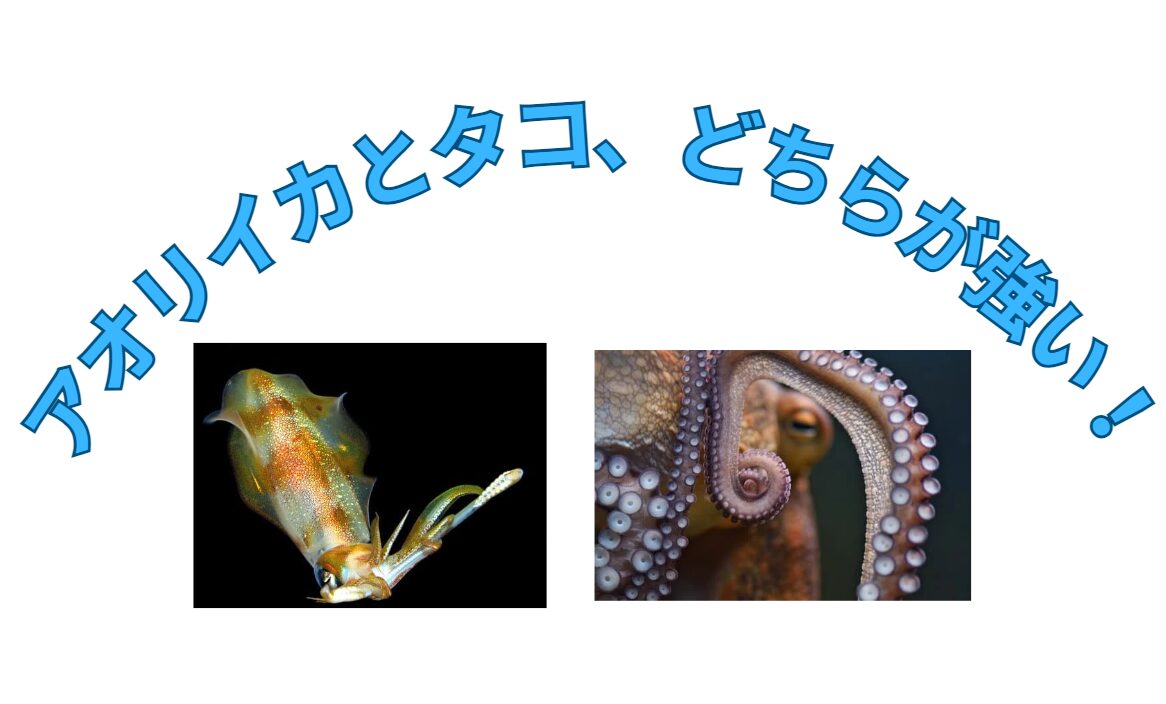 アオリイカとタコが喧嘩すると、どちらが勝つ？強いのはどっち？釣太郎