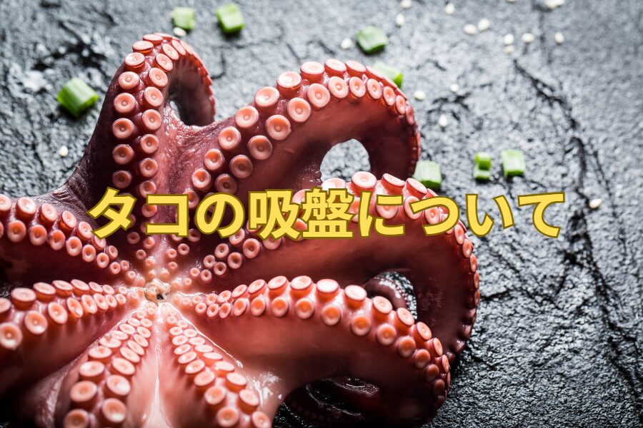 タコの吸盤についてのご説明。釣太郎