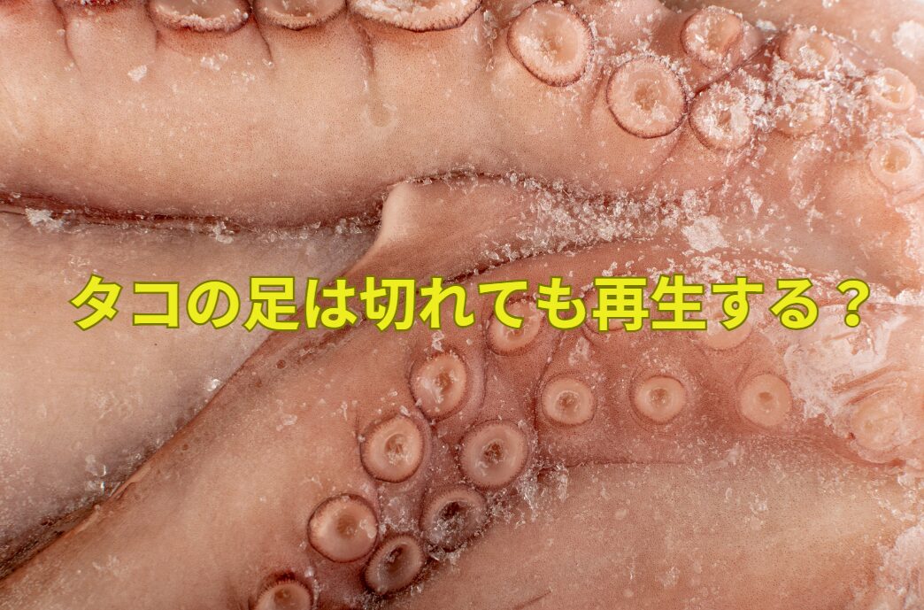 タコ足は切れても、再び生えてくる。このメカニズムのご説明。釣太郎