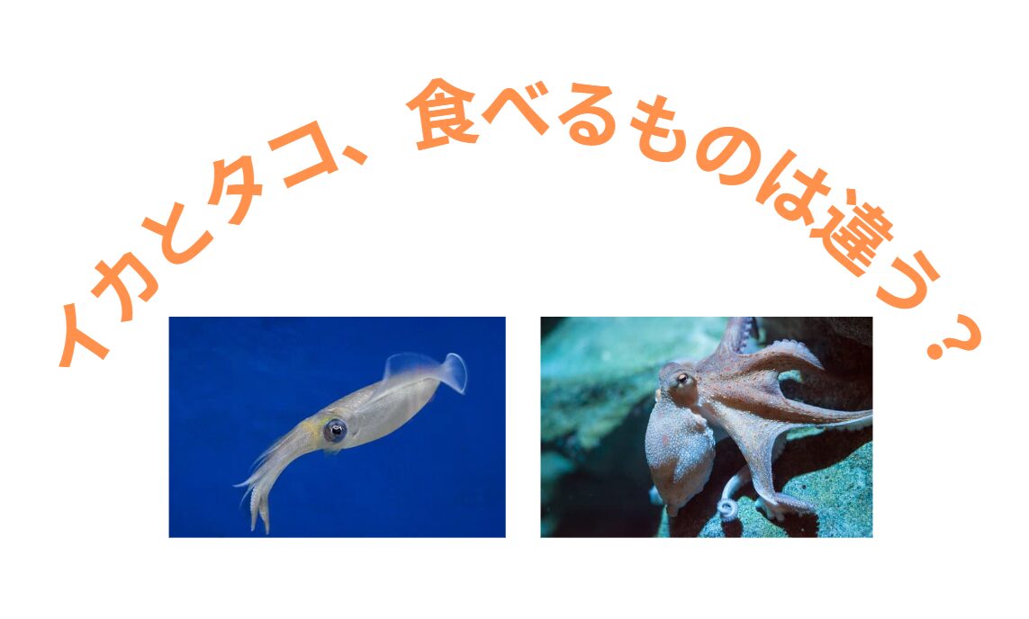 イカとタコ、食べ物は違う？釣太郎